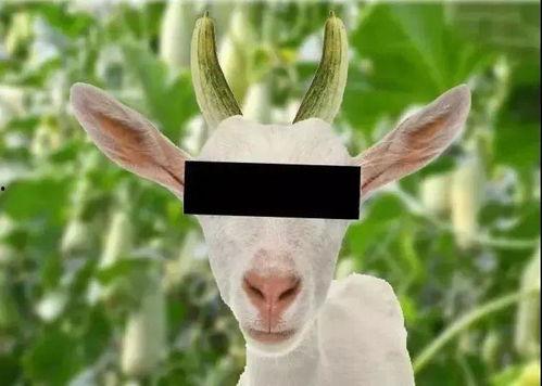 羊了羊娱乐吃瓜